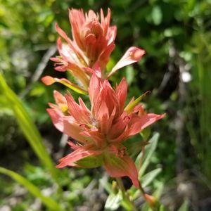 Meet your Posher, Lynae